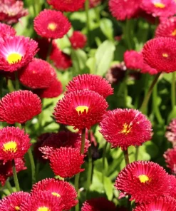 Red English Daisy Seeds - Bellis Perennis Double Flower, 100 Seeds - Image 8
