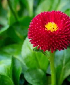 Red English Daisy Seeds - Bellis Perennis Double Flower, 100 Seeds - Image 9