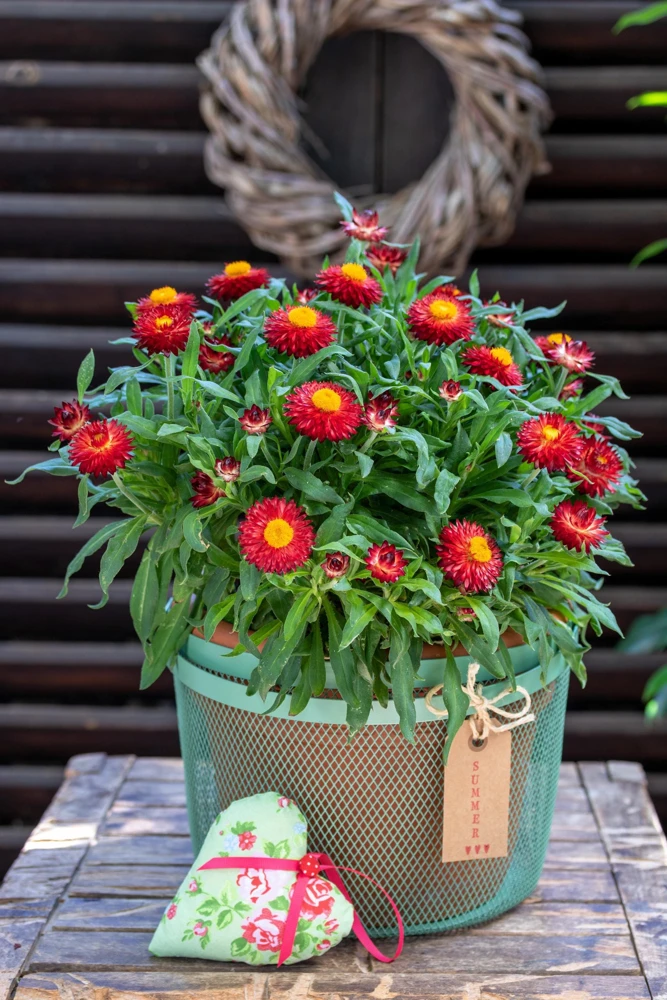 Red Fire Ball Strawflower Seeds - 100 Count - Everlasting Flower - Image 10