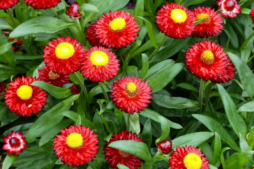 Red Fire Ball Strawflower Seeds - 100 Count - Everlasting Flower - Image 2
