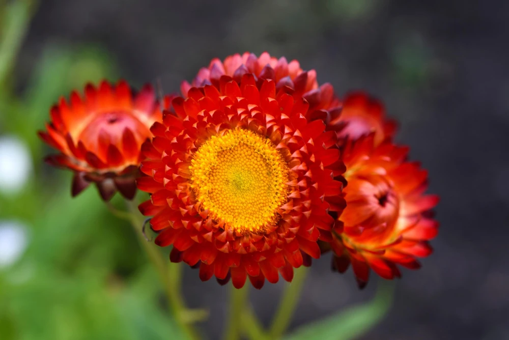 Red Fire Ball Strawflower Seeds - 100 Count - Everlasting Flower - Image 3