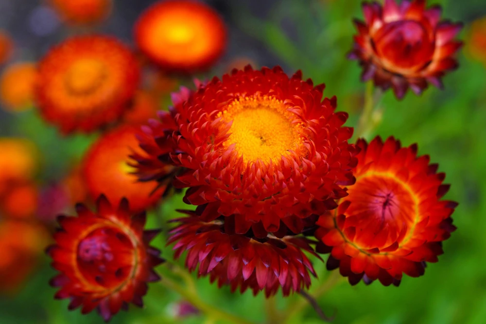 Red Fire Ball Strawflower Seeds - 100 Count - Everlasting Flower - Image 4