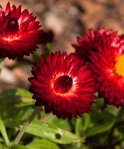 Red Fire Ball Strawflower Seeds - 100 Count - Everlasting Flower - Image 5