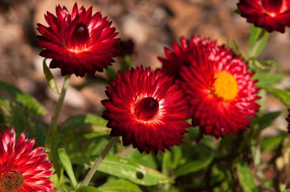 Red Fire Ball Strawflower Seeds - 100 Count - Everlasting Flower - Image 5
