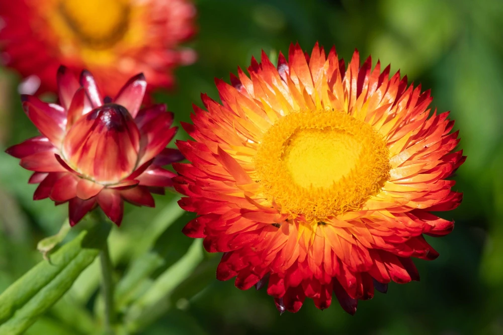 Red Fire Ball Strawflower Seeds - 100 Count - Everlasting Flower - Image 6