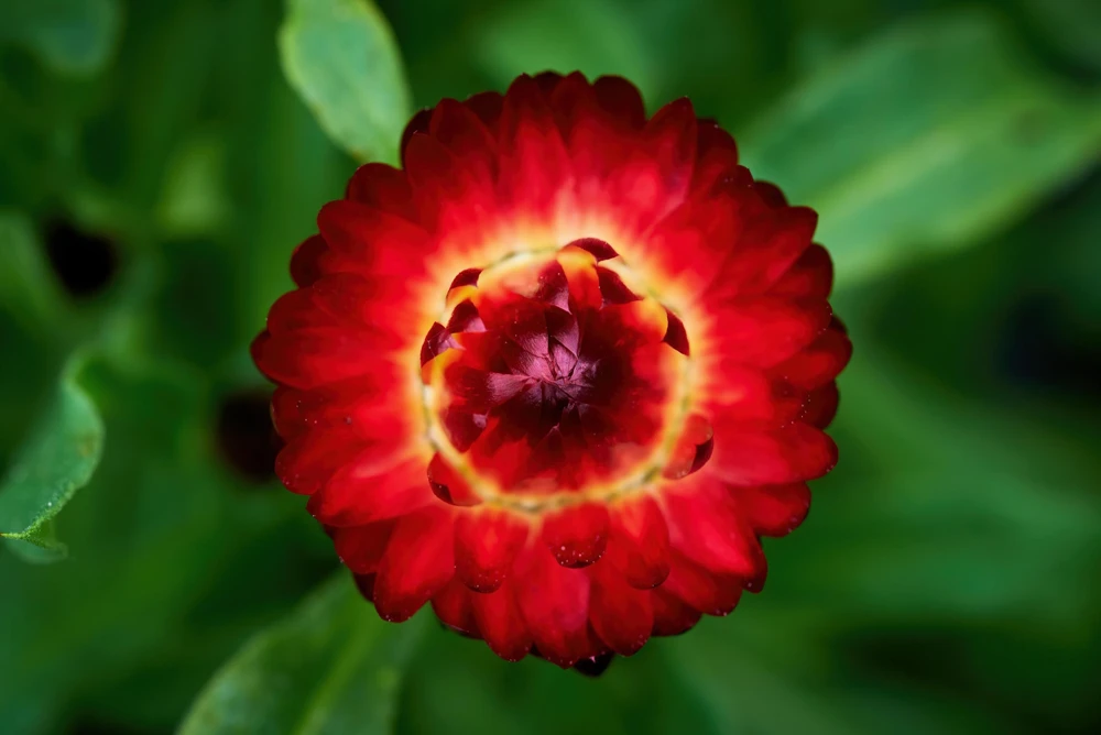 Red Fire Ball Strawflower Seeds - 100 Count - Everlasting Flower - Image 7