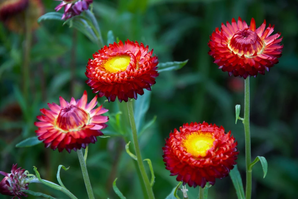 Red Fire Ball Strawflower Seeds - 100 Count - Everlasting Flower - Image 8
