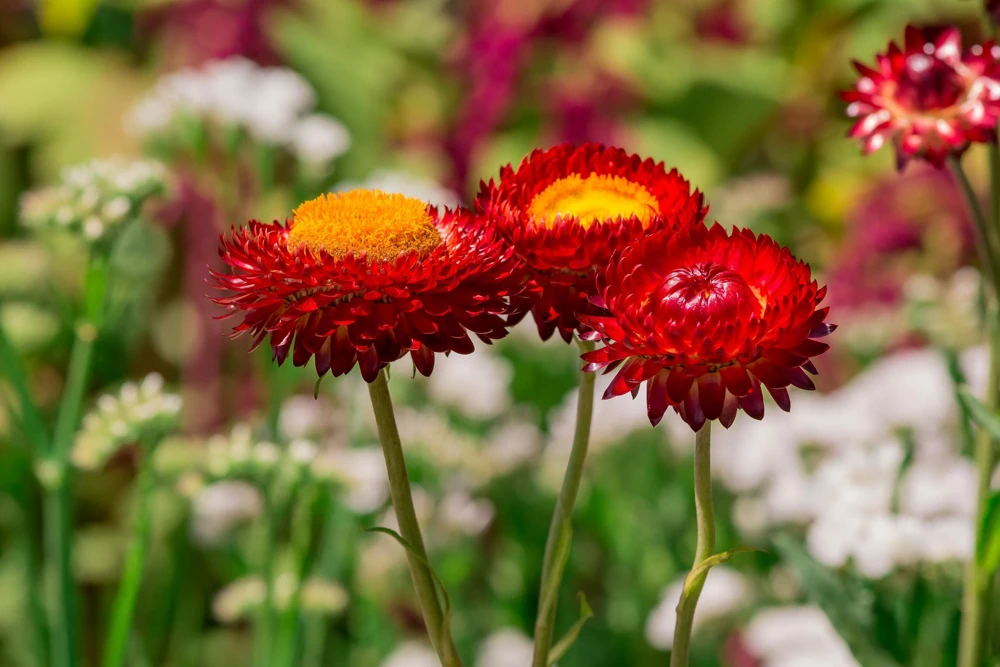 Red Fire Ball Strawflower Seeds - 100 Count - Everlasting Flower - Image 9