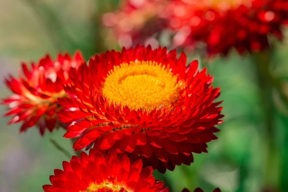 Red Fire Ball Strawflower Seeds - 100 Count - Everlasting Flower - Image 1