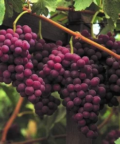 Red Flame Seedless Grape Vine Live Plant - 1-2 Year Old Pruned & Well Rooted, Outdoor - Image 2