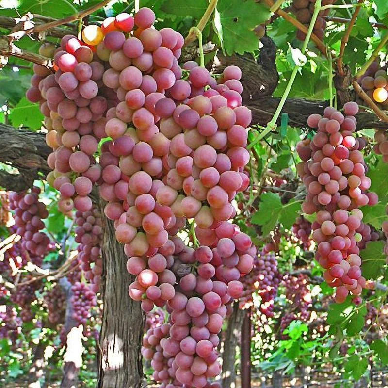 Red Flame Seedless Grape Vine Live Plant - 1-2 Year Old Pruned & Well Rooted, Outdoor - Image 3