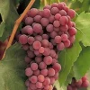 Red Flame Seedless Grape Vine Live Plant - 1-2 Year Old Pruned & Well Rooted, Outdoor - Image 1