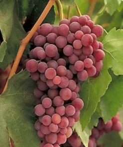 Red Flame Seedless Grape Vine Live Plant - 1-2 Year Old Pruned & Well Rooted, Outdoor - Image 1