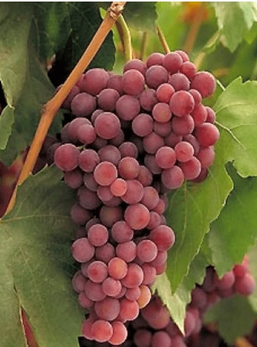 Red Flame Seedless Grape Vine Plants - Live, 1-2 Year Old, 2-Pack Outdoor Fruit Vines - Image 2