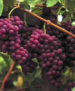 Red Flame Seedless Grape Vine Plants - Live, 1-2 Year Old, 2-Pack Outdoor Fruit Vines - Image 3