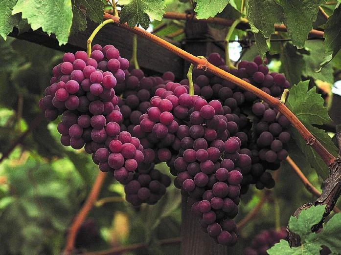 Red Flame Seedless Grape Vine Plants - Live, 1-2 Year Old, 2-Pack Outdoor Fruit Vines - Image 3