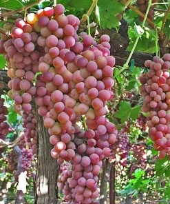 Red Flame Seedless Grape Vine Plants - Live, 1-2 Year Old, 2-Pack Outdoor Fruit Vines - Image 1