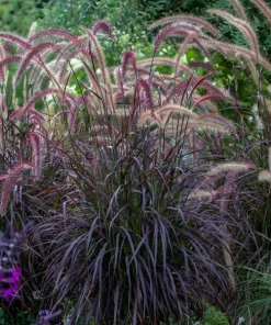 Red Fountain Grass Live Plants (Pennisetum) - 2-Pack, 5-9