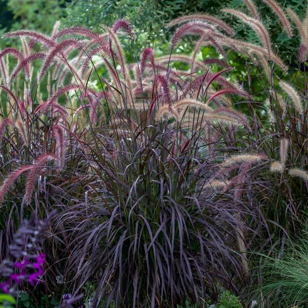 Red Fountain Grass Live Plants (Pennisetum) - 2-Pack, 5-9" Tall, Outdoor - Image 2