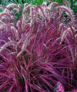Red Fountain Grass Live Plants (Pennisetum) - 2-Pack, 5-9