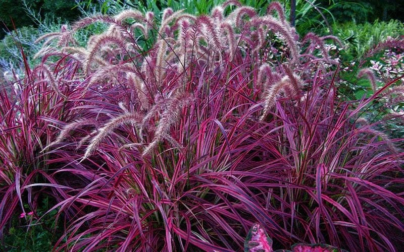 Red Fountain Grass Live Plants (Pennisetum) - 2-Pack, 5-9" Tall, Outdoor - Image 3
