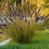 Red Fountain Grass Live Plants (Pennisetum) - 2-Pack, 5-9" Tall, Outdoor - Image 1