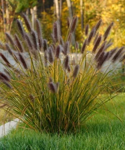 Red Fountain Grass Live Plants (Pennisetum) - 2-Pack, 5-9