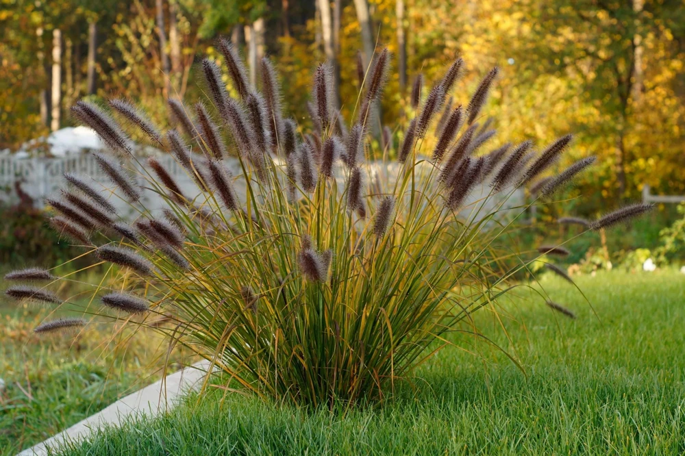 Red Fountain Grass Live Plants (Pennisetum) - 2-Pack, 5-9" Tall, Outdoor - Image 1