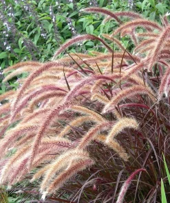 Red Fountain Grass Live Plants (Pennisetum) - 2-Pack, 5-9