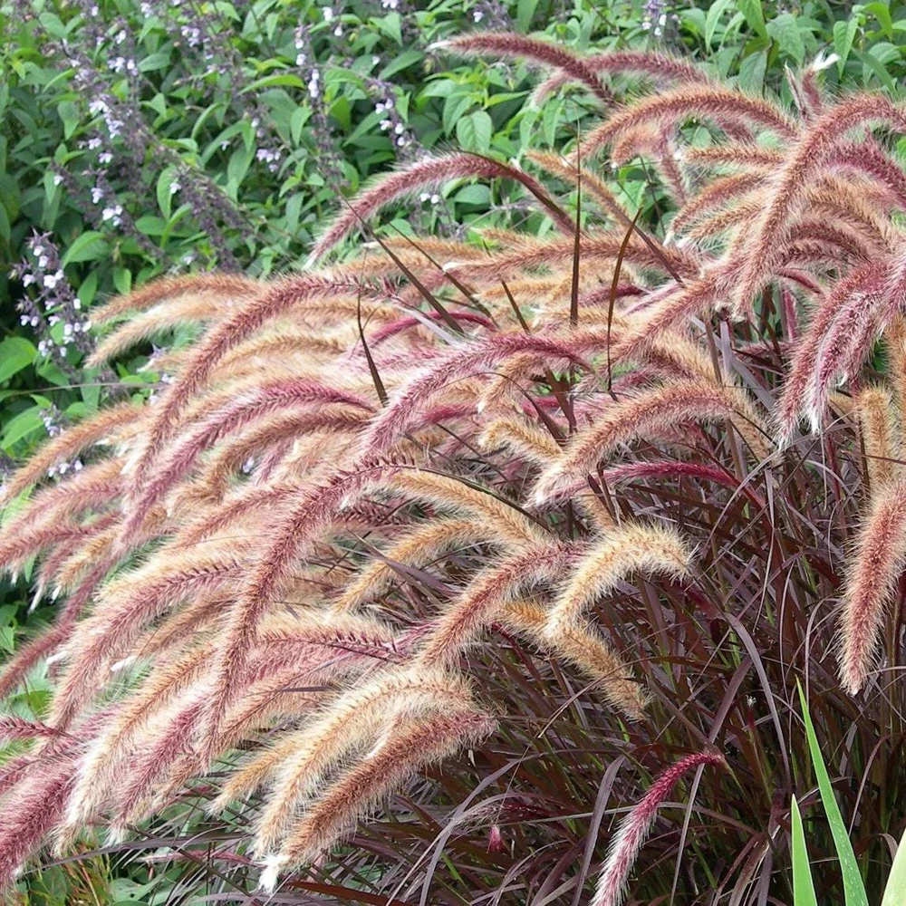 Red Fountain Grass Live Plants (Pennisetum) - 2-Pack, 5-9" Tall, Outdoor - Image 4