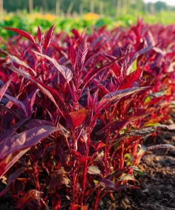 Red Garnet Amaranth Seeds - 250 Count Heirloom Microgreen & Garden Green - Image 2