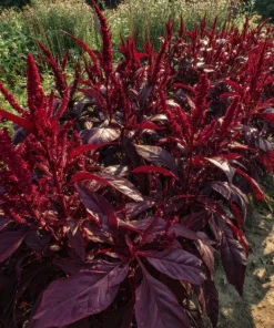 Red Garnet Amaranth Seeds - 250 Count Heirloom Microgreen & Garden Green - Image 3
