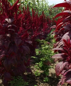 Red Garnet Amaranth Seeds - 250 Count Heirloom Microgreen & Garden Green - Image 4