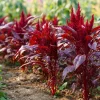 Red Garnet Amaranth Seeds - 250 Count Heirloom Microgreen & Garden Green - Image 1