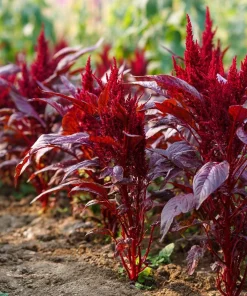 Red Garnet Amaranth Seeds - 250 Count Heirloom Microgreen & Garden Green - Image 1