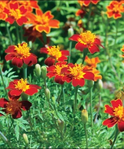 Red Gem Marigold Seeds 50 Count - Edible Flowers, Long-Blooming Annual - Image 2