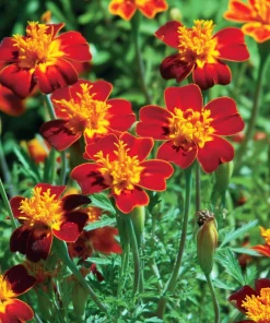 Red Gem Marigold Seeds 50 Count - Edible Flowers, Long-Blooming Annual - Image 3