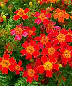 Red Gem Marigold Seeds 50 Count - Edible Flowers, Long-Blooming Annual - Image 4