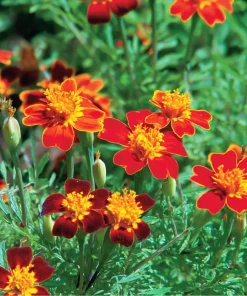 Red Gem Marigold Seeds 50 Count - Edible Flowers, Long-Blooming Annual - Image 5