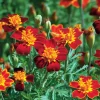 Red Gem Marigold Seeds 50 Count - Edible Flowers, Long-Blooming Annual - Image 1