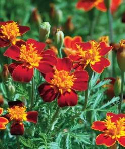 Red Gem Marigold Seeds 50 Count - Edible Flowers, Long-Blooming Annual - Image 1