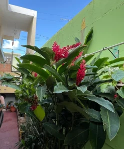 Red Ginger Live Plant – Alpinia purpurata Tropical Flowering Plant - Image 5