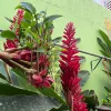 Red Ginger Live Plant – Alpinia purpurata Tropical Flowering Plant - Image 1