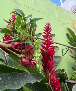 Red Ginger Live Plant – Alpinia purpurata Tropical Flowering Plant - Image 1