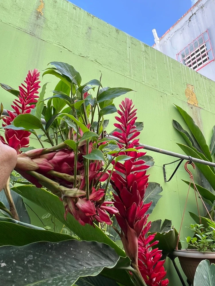 Red Ginger Live Plant - Alpinia Purpurata Tropical Houseplant - Image 2
