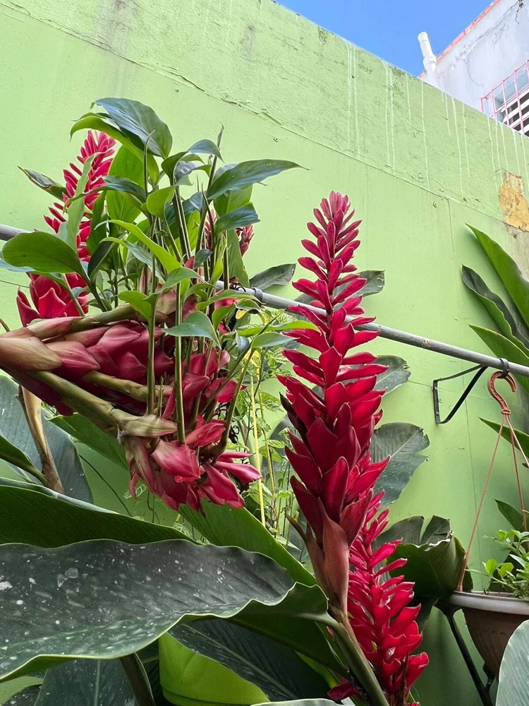 Red Ginger Live Plant - Alpinia Purpurata Tropical Houseplant - Image 1