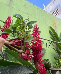 Red Ginger Live Plant - Alpinia Purpurata Tropical Houseplant - Image 3