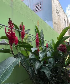 Red Ginger Live Plant - Alpinia Purpurata Tropical Houseplant - Image 4