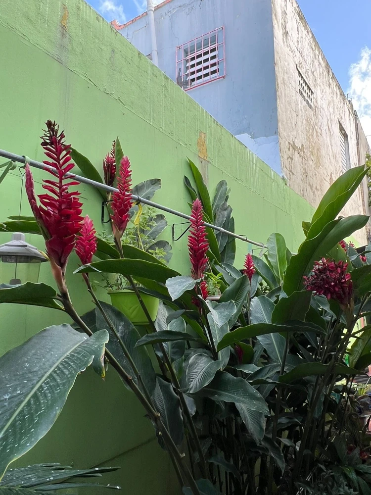 Red Ginger Live Plant - Alpinia Purpurata Tropical Houseplant - Image 4