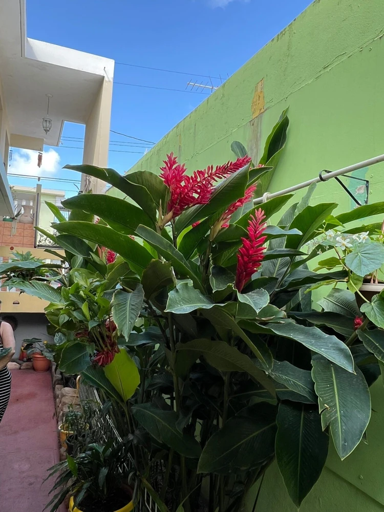 Red Ginger Live Plant - Alpinia Purpurata Tropical Houseplant - Image 5
